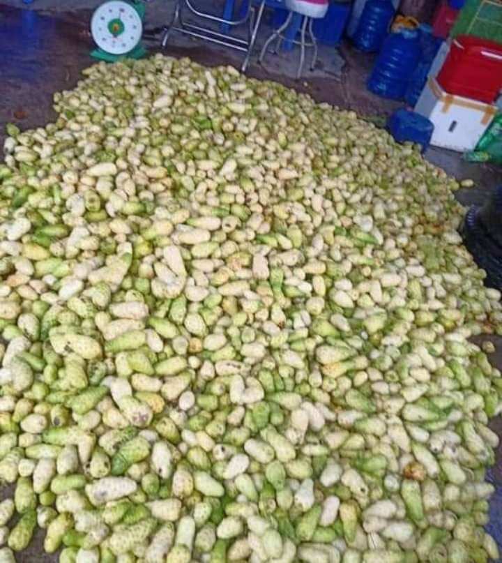 trái nhàu ngâm đường phèn 2kg