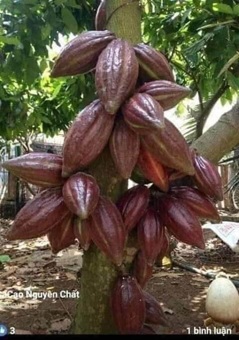 Ca cao nguyên chất Đăk Lăk loại 1