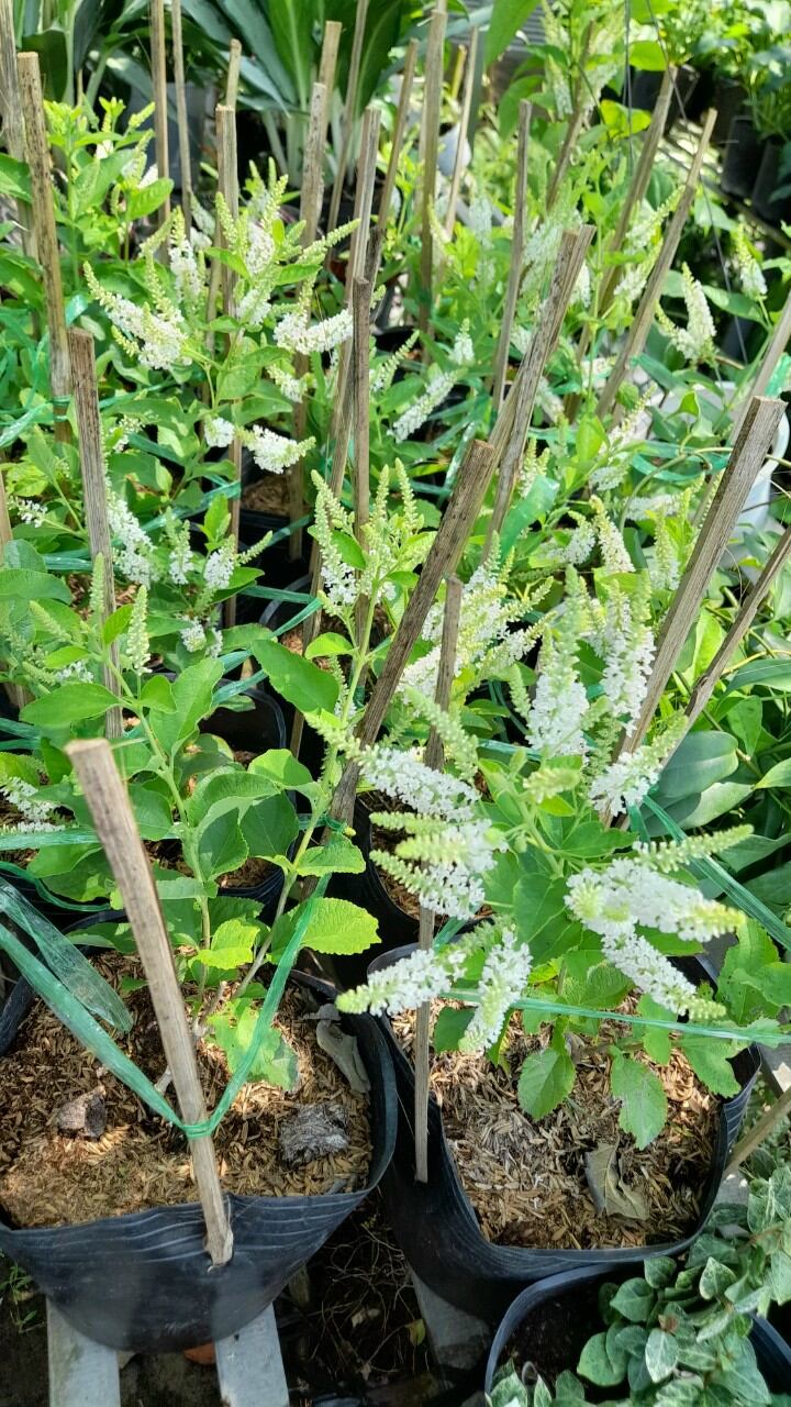 Cây bạch trầm hương