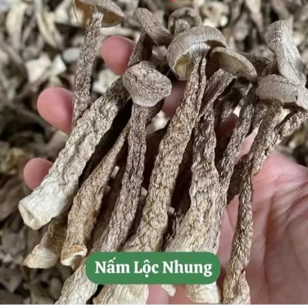 500G NẤM LỘC NHUNG KHÔ LOẠI 1 NGUYÊN CÂY KHÔNG VỤN- BỒI BỔ SỨC KHỎE