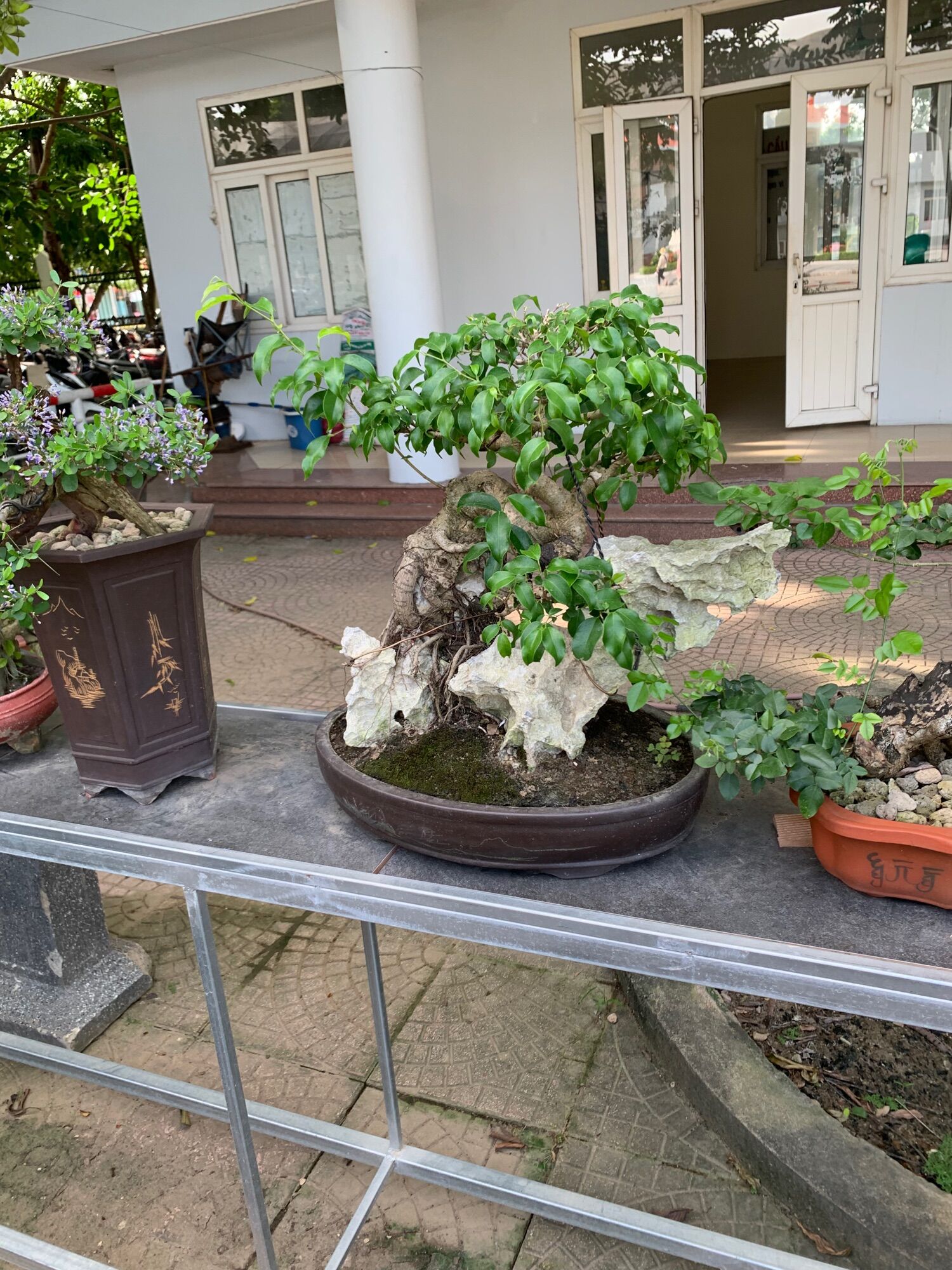 Đá kí cây cảnh bonsai