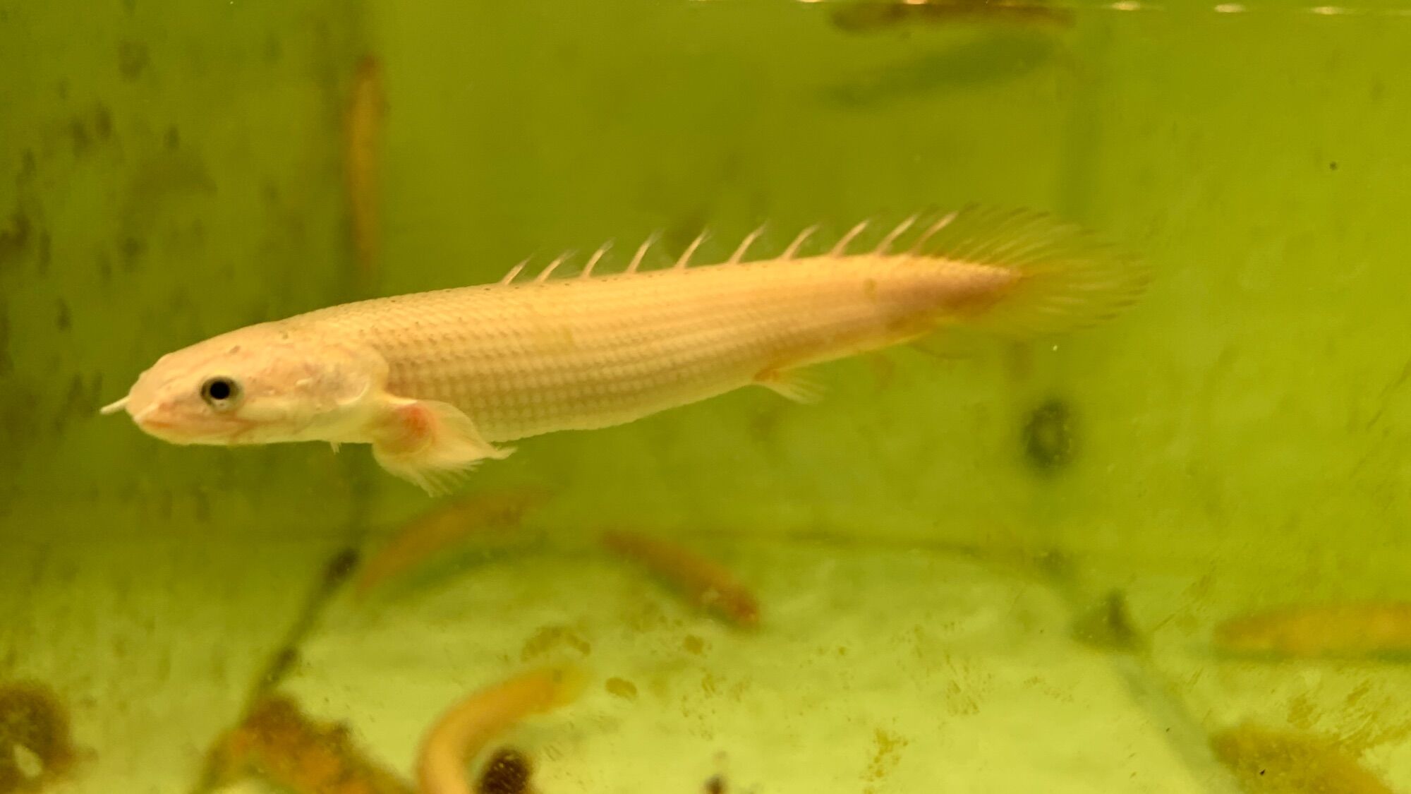 Cửu Sừng Xám size 10cm