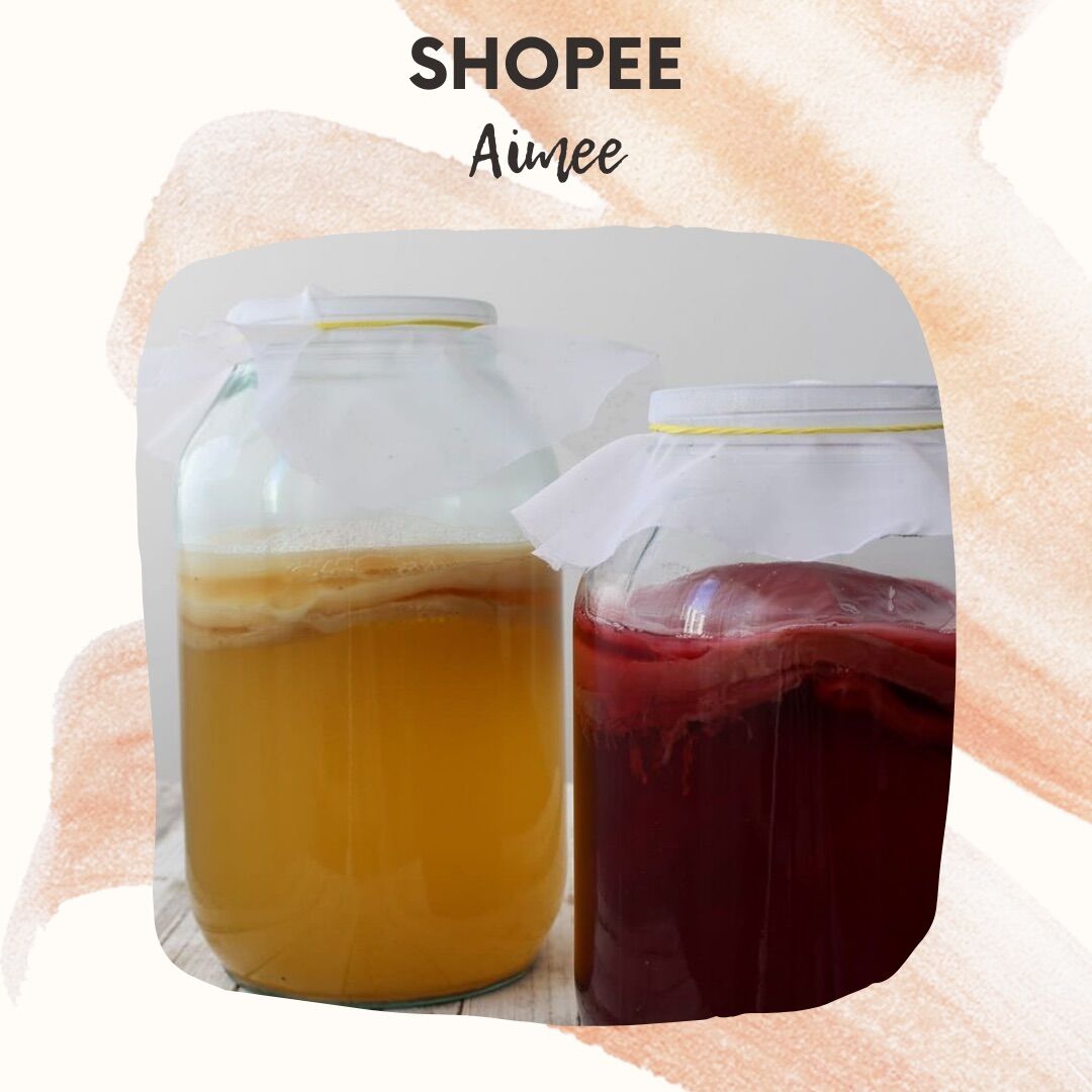 Trà Kombucha, giống Kombucha