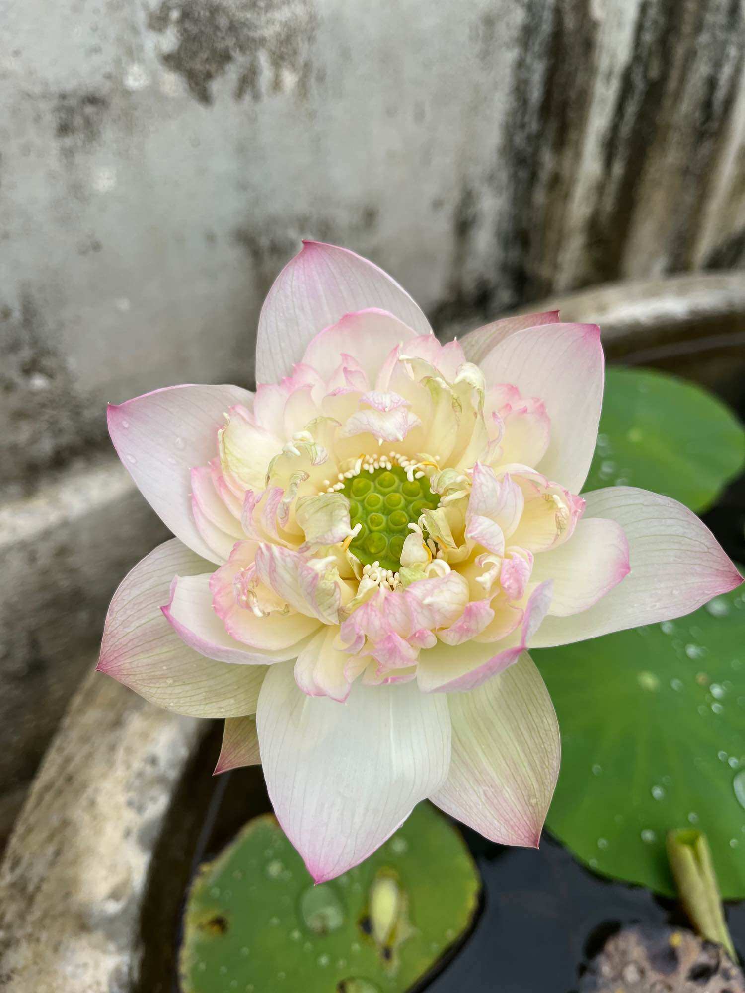 củ giống sen cancan