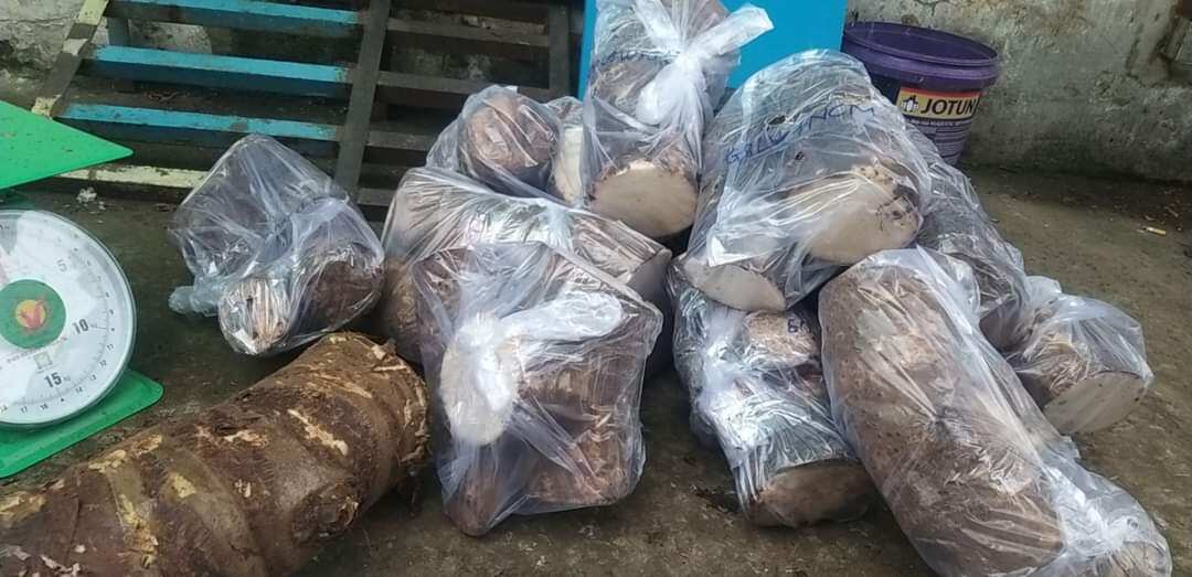 Bạc Hà Núi An Giang 100% (giấc mơ trong cuộc chiến chống Ungthu,..)