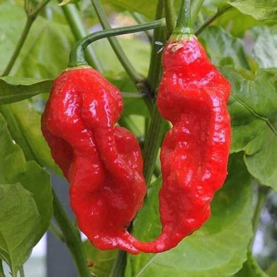 Hạt  Ớt  siêu cay  Red Habanero 5 hạt