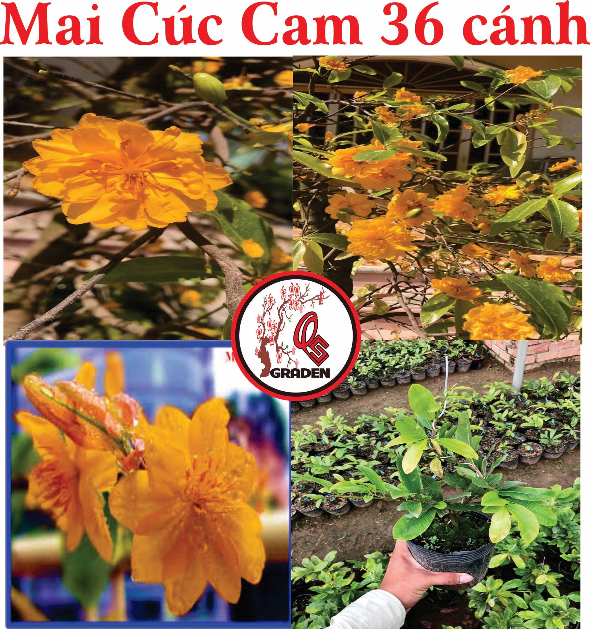 Hoa Mai Cúc Cam 36 cánh(cây ghép đã khỏe mạnh)