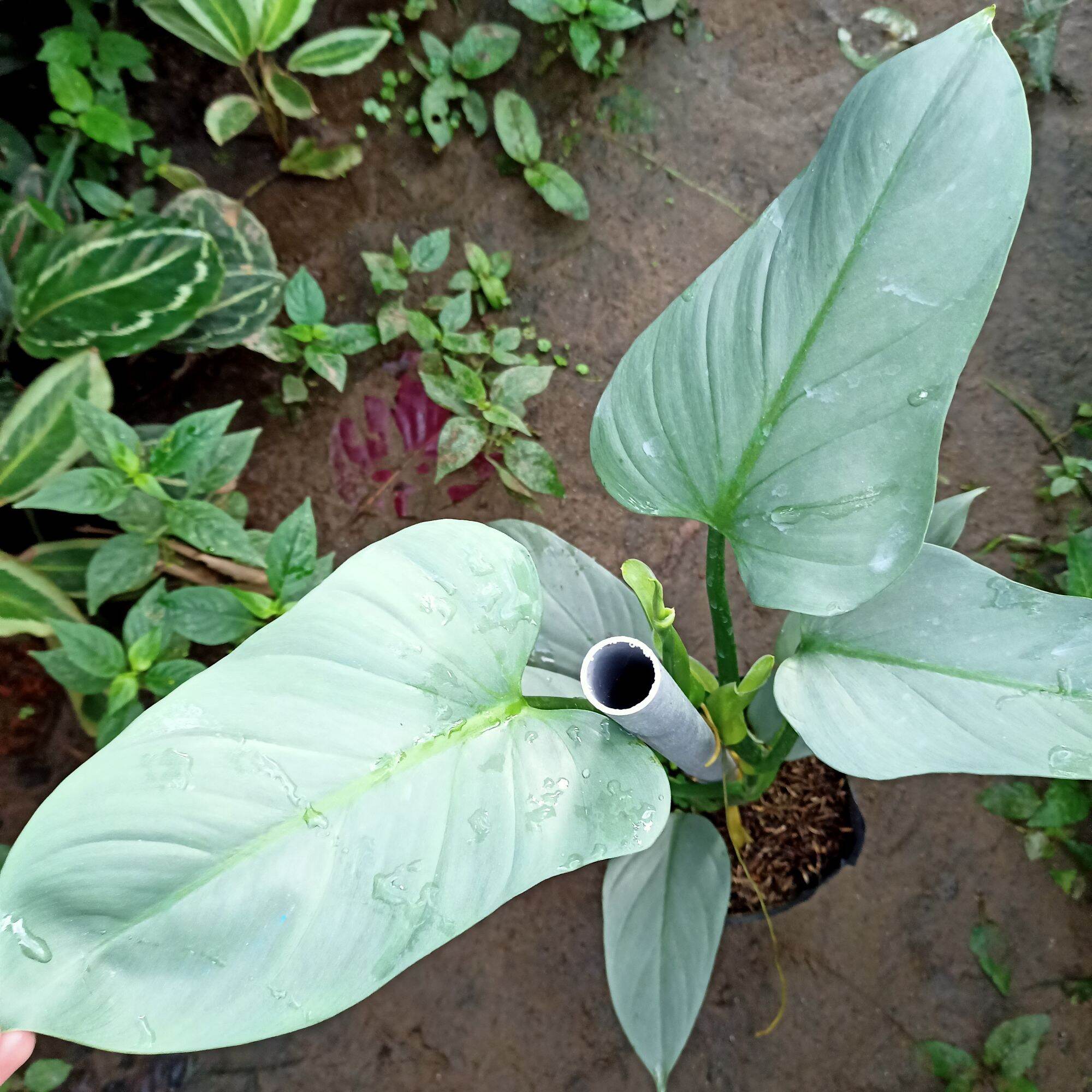 Cây trầu leo kiếm bạc - Philodendron hastatum