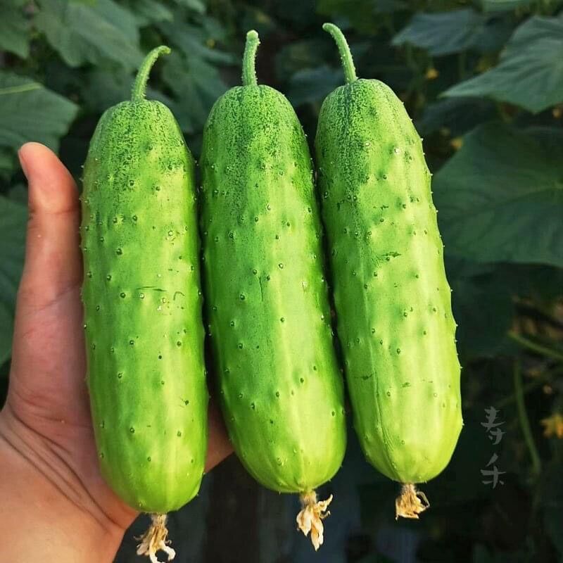 Hạt giống dưa nếp non