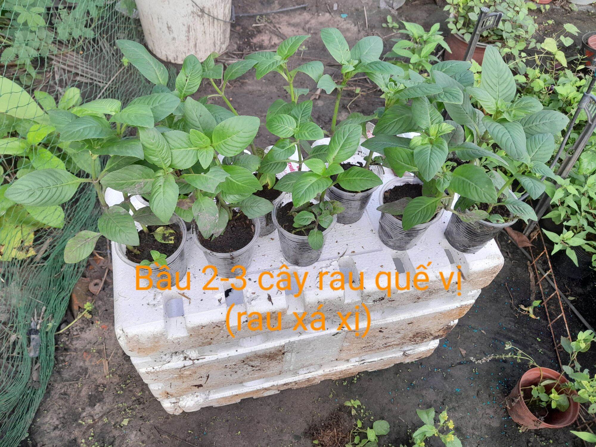 Combo 2 bầu cây rau quế vị (rau thơm xá xị)