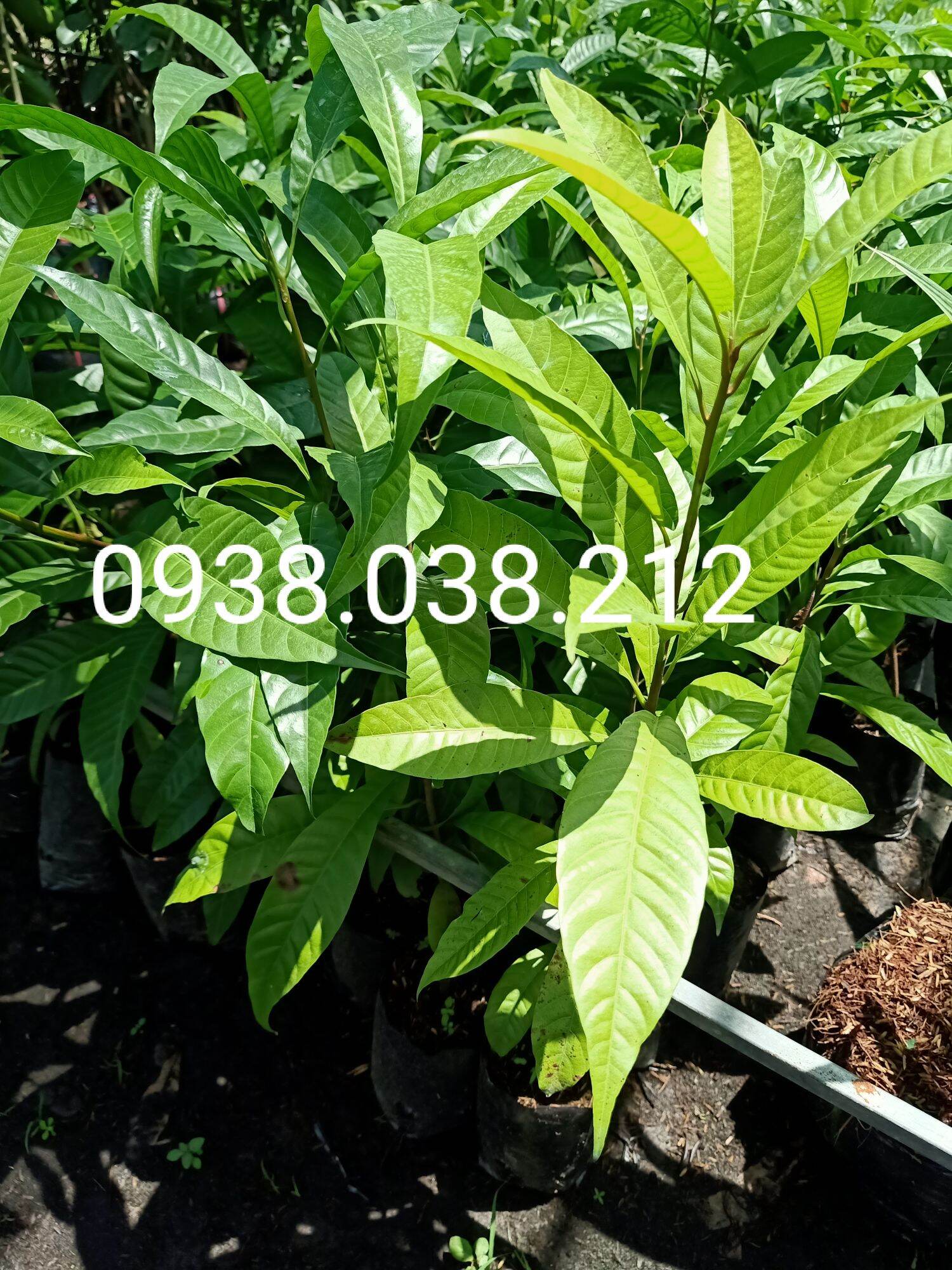 CÂY GIỐNG LÊKIMA ( CÂY TRỨNG GÀ )