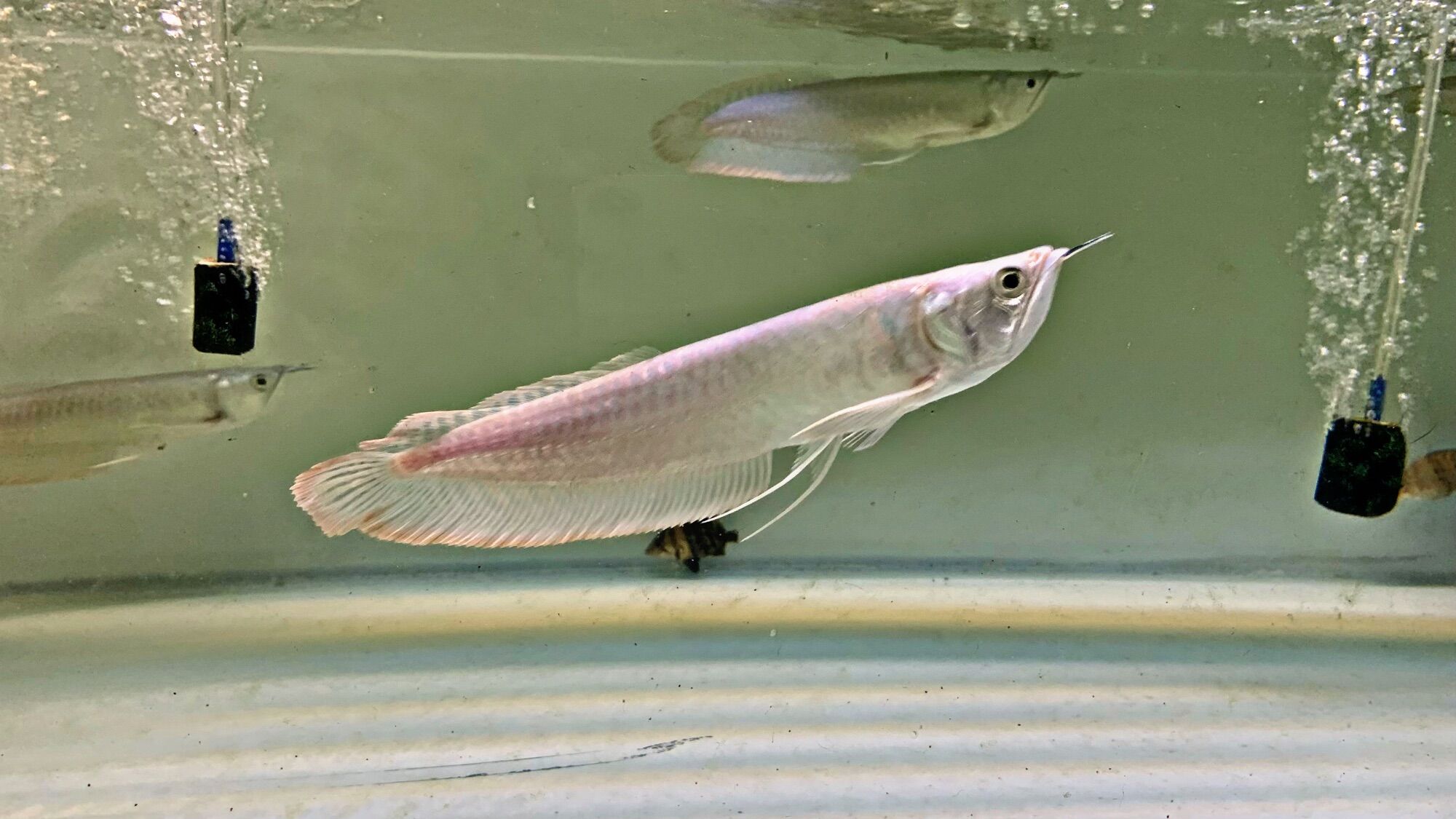 Cá Rồng Ngân Long size 20-25cm