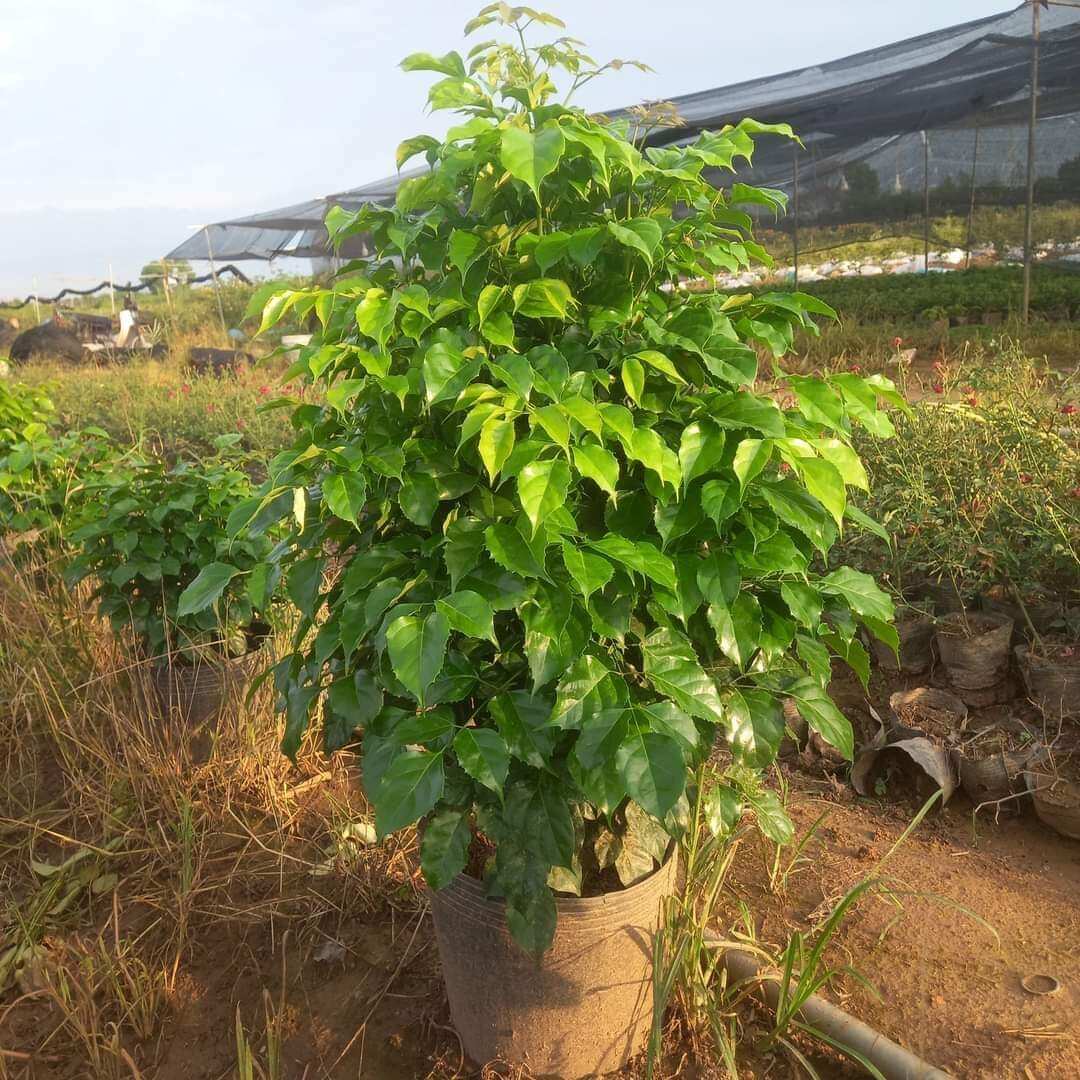 Cây hạnh phúc cây phong thủy sai to chuẩn ảnh