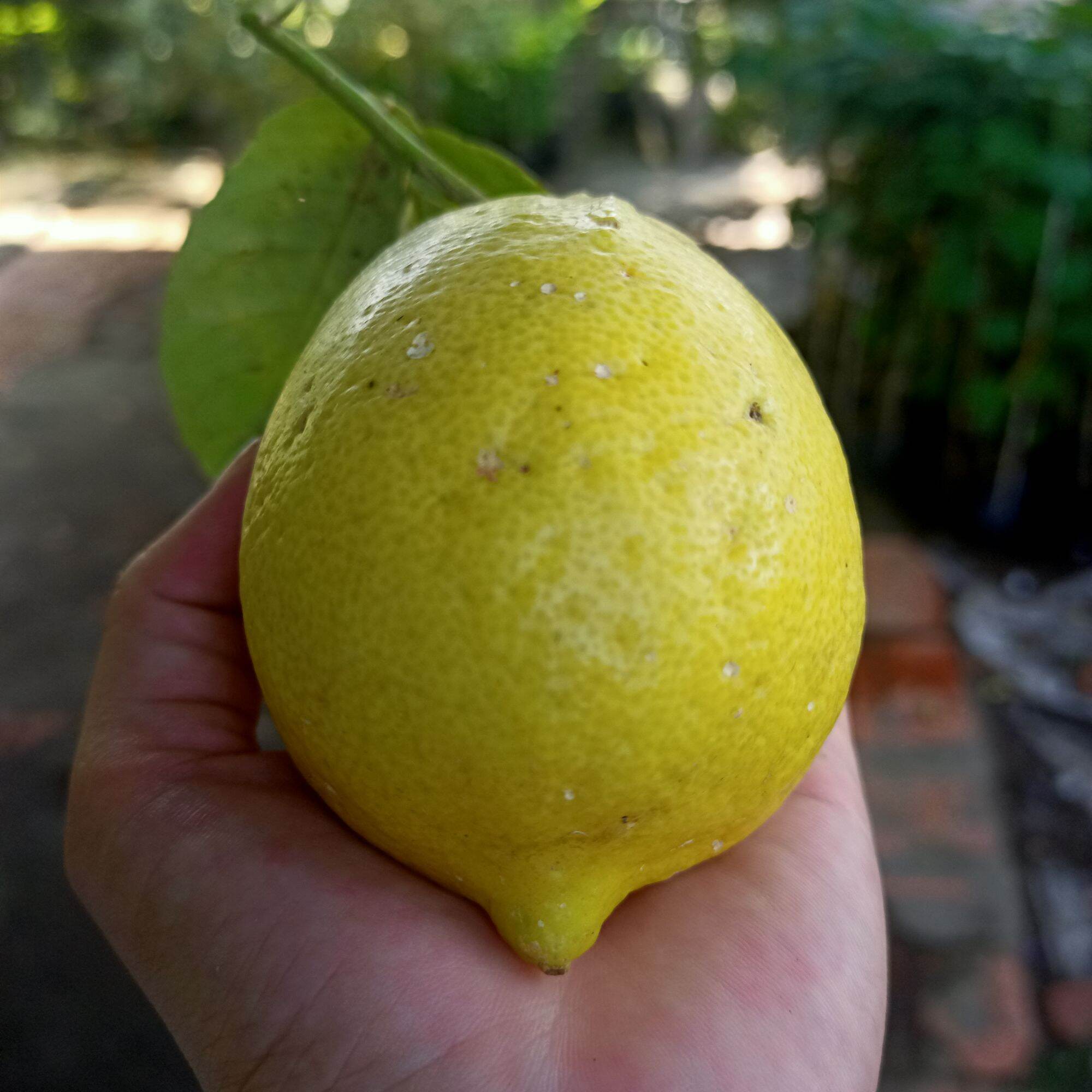 Cây chanh cẩm thạch