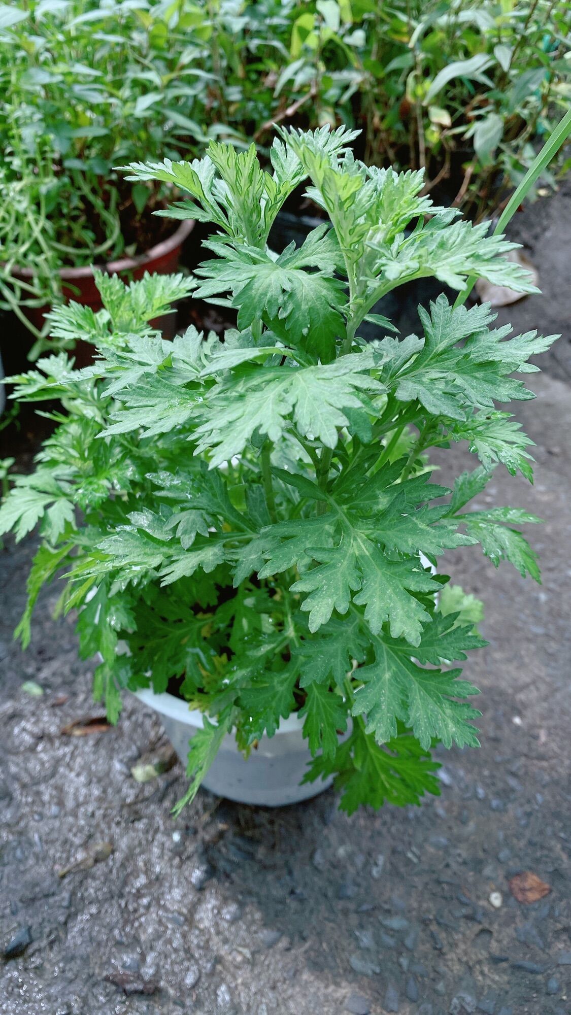 Cây ngải cứu