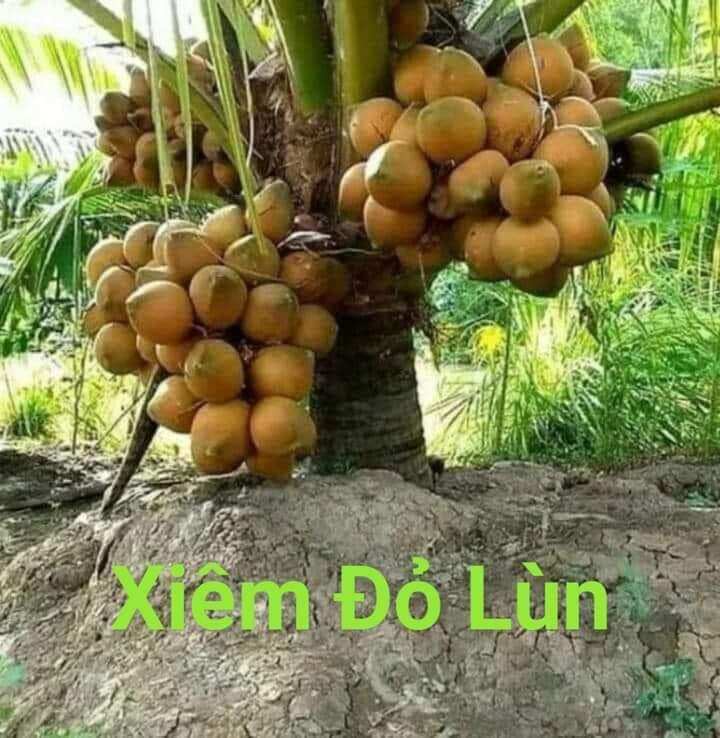Cây giống dừa xiêm đỏ lùn. dừa mã lai. cây cao hơn 70cm