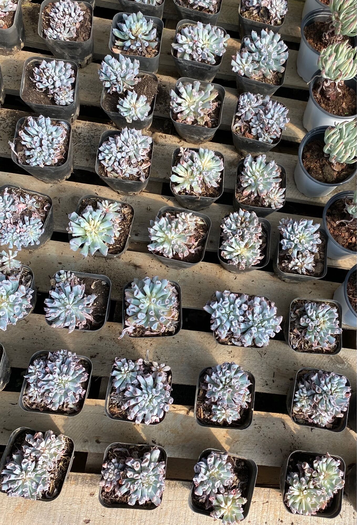 Cây xương rồng, cây sen đá mũi heo trumpet lai