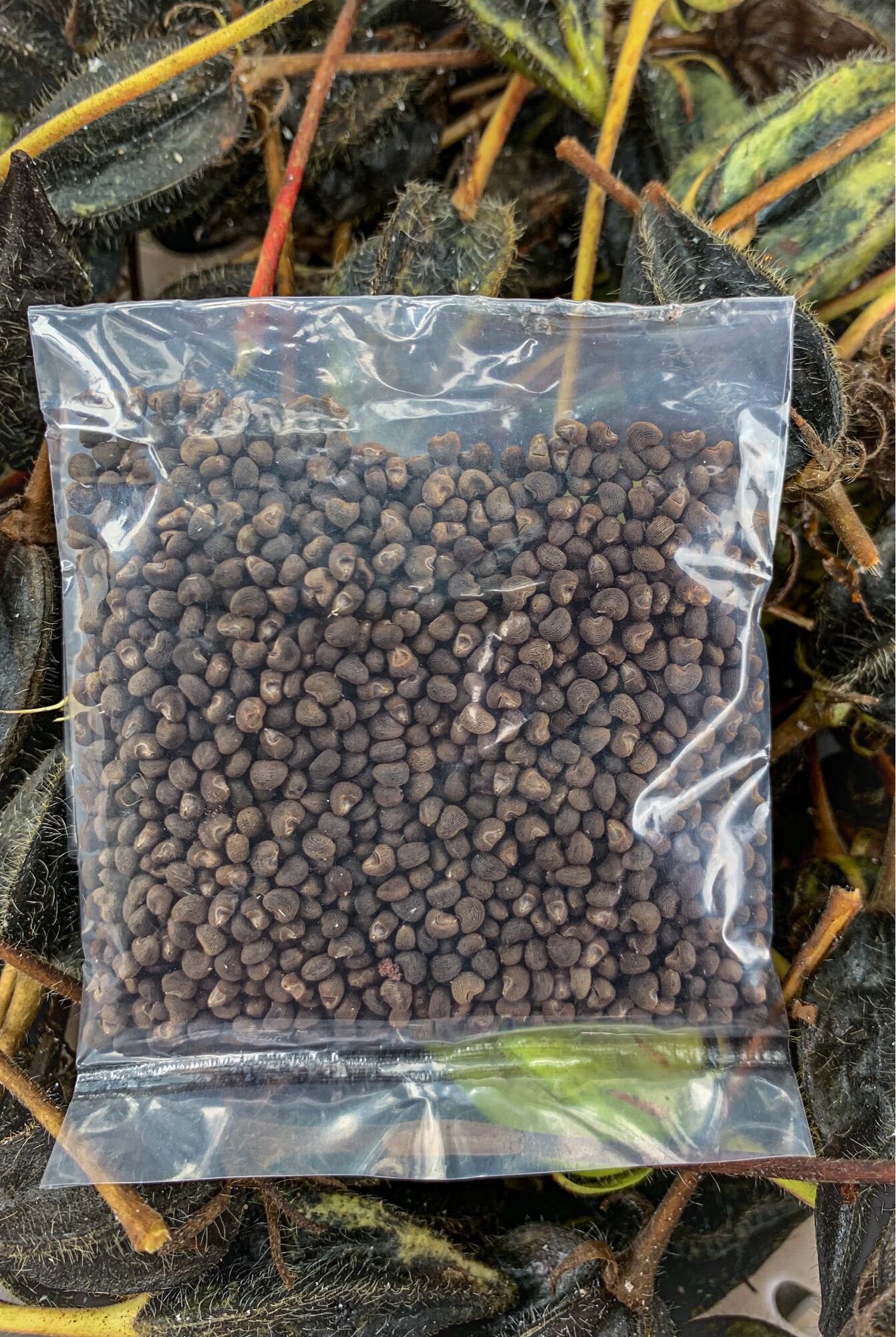 Hạt giống sâm bố chính