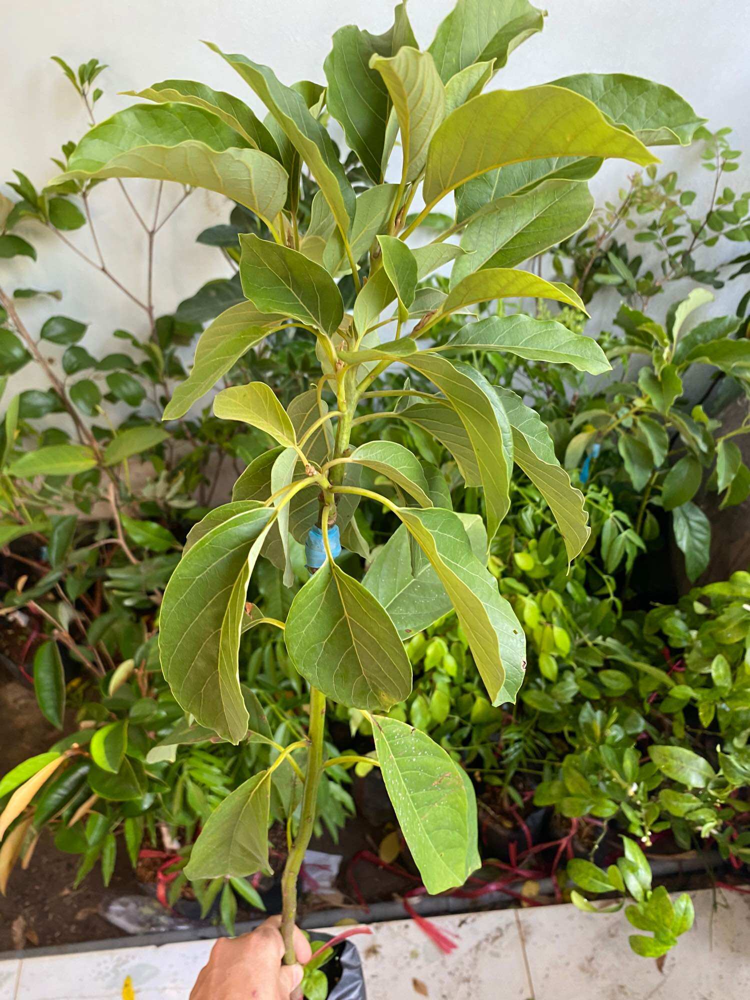 Cây Bơ 034 ( cây bơ giống trái dài 034 )
