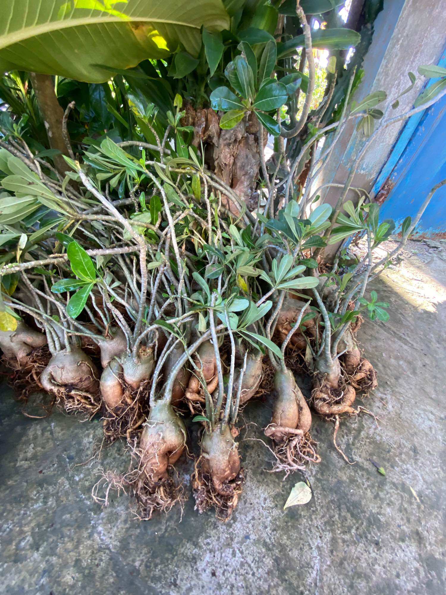 Cây hoa sứ thái màu đỏ