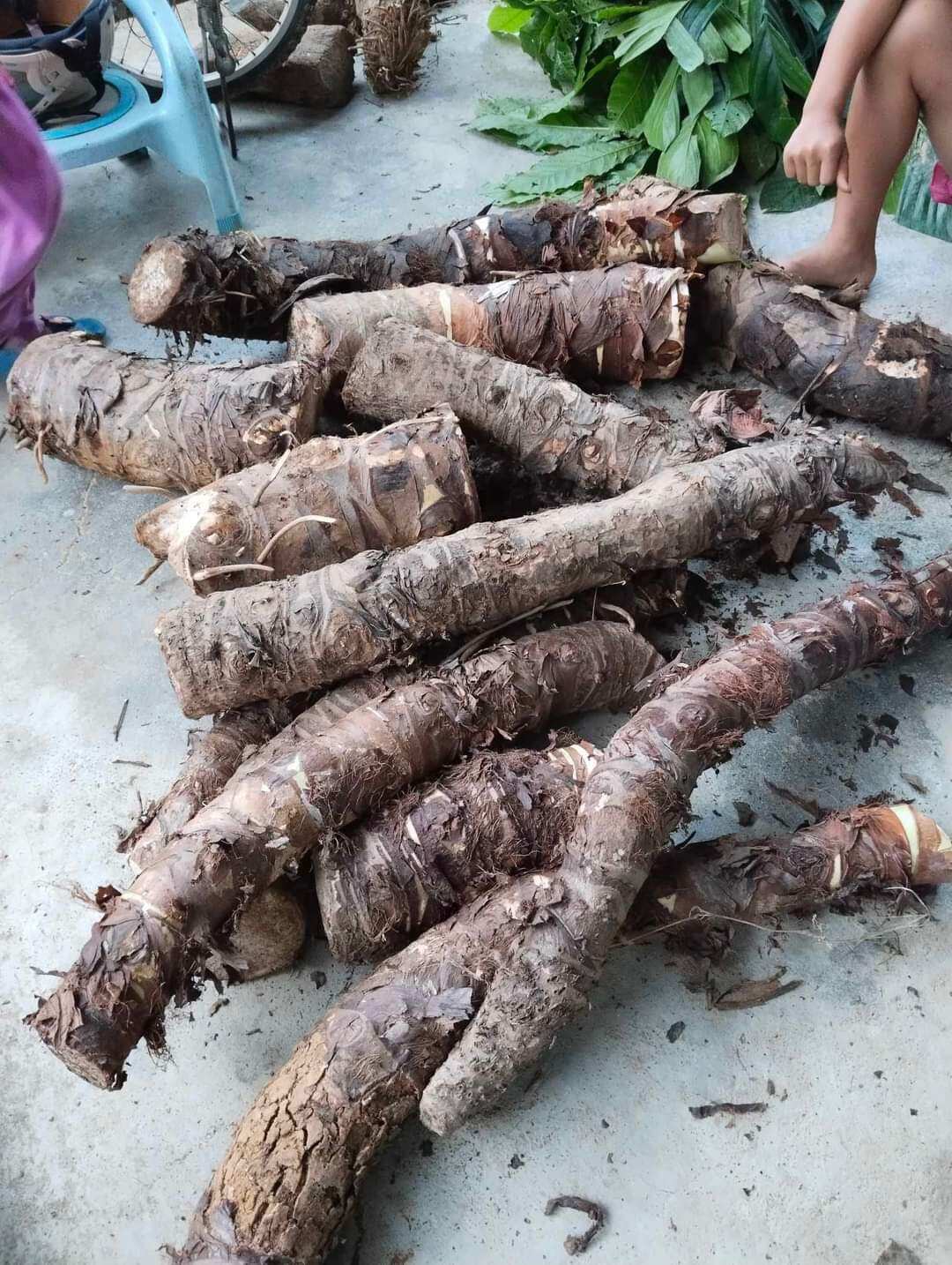 1kg củ bạc hà núi cây ráy voi. có sẵn
