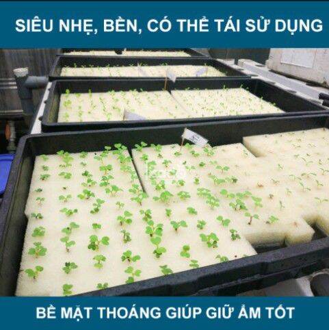 mút trồng rau thủy canh