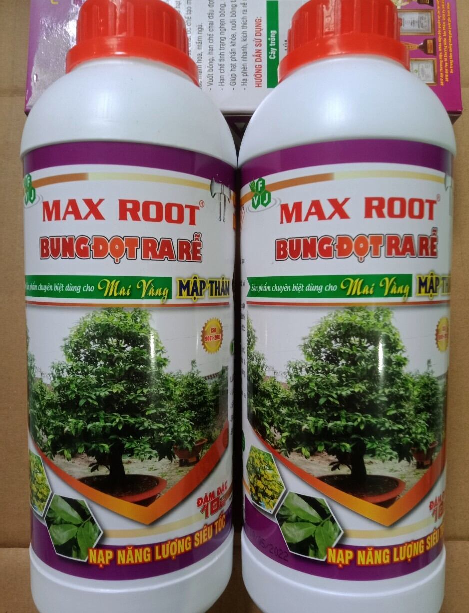 MAX ROOT - BUNG ĐỌT RA RỄ mai vàng