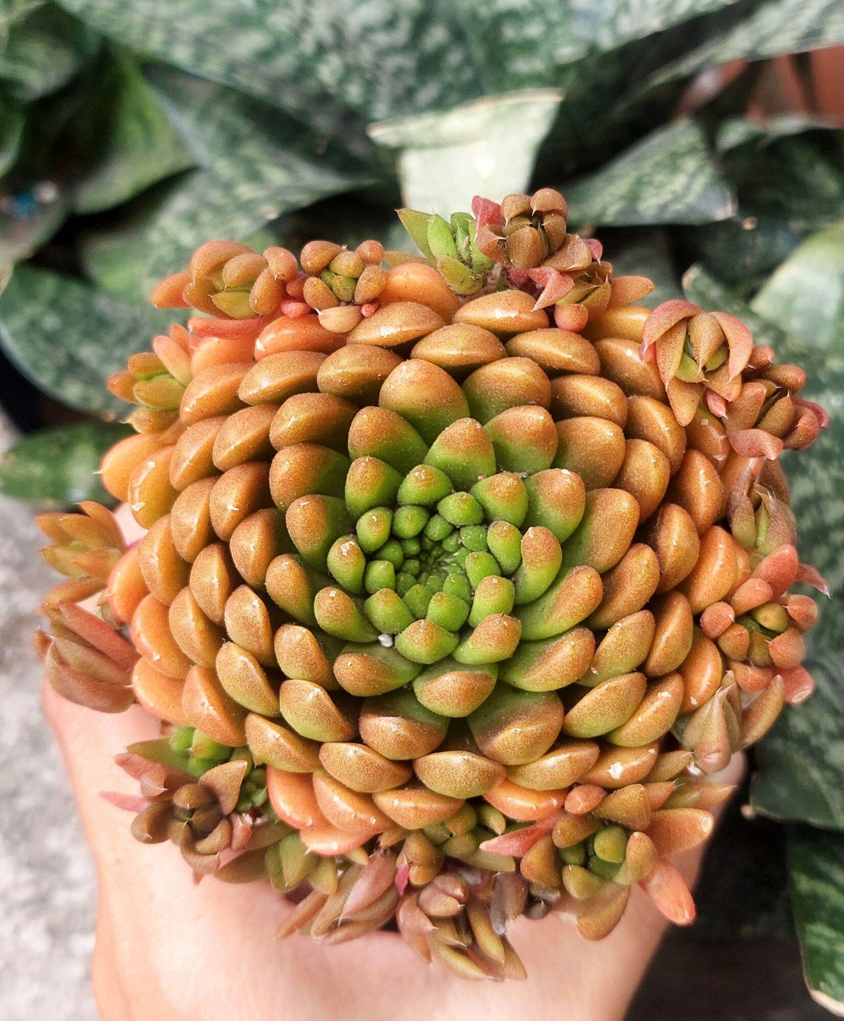 Sen đá BIẾN HÌNH size 9- 10 cm