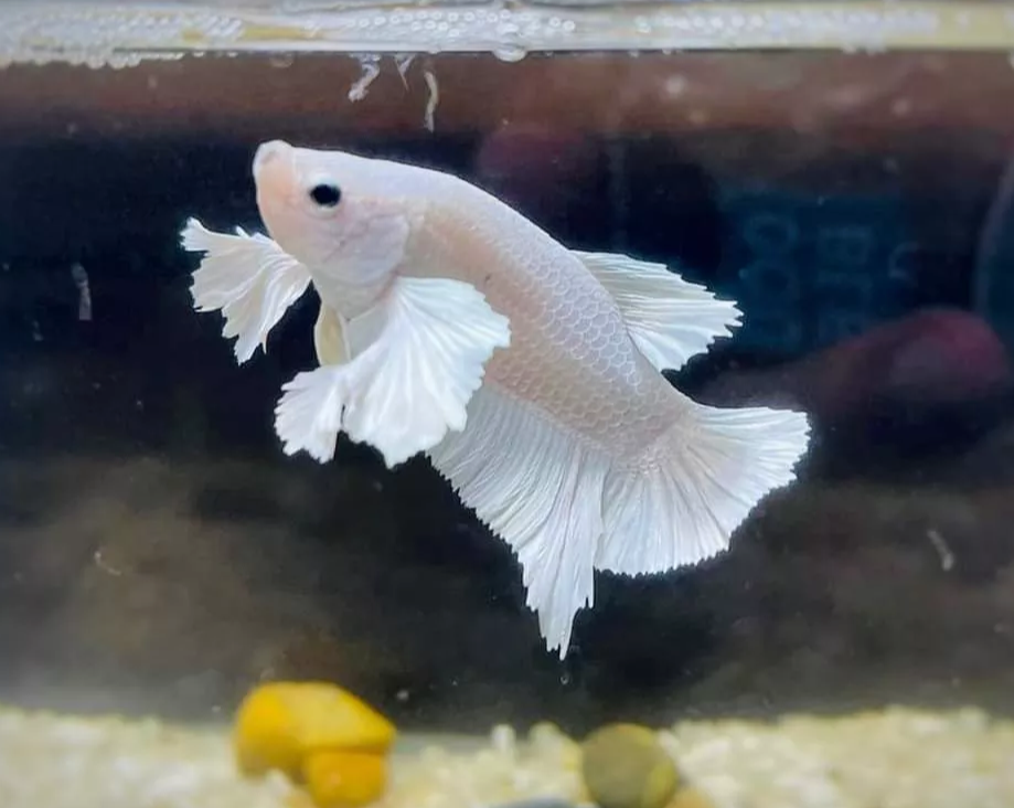 ( cá cảnh) 1 trống betta dumbo white siêu đẹp