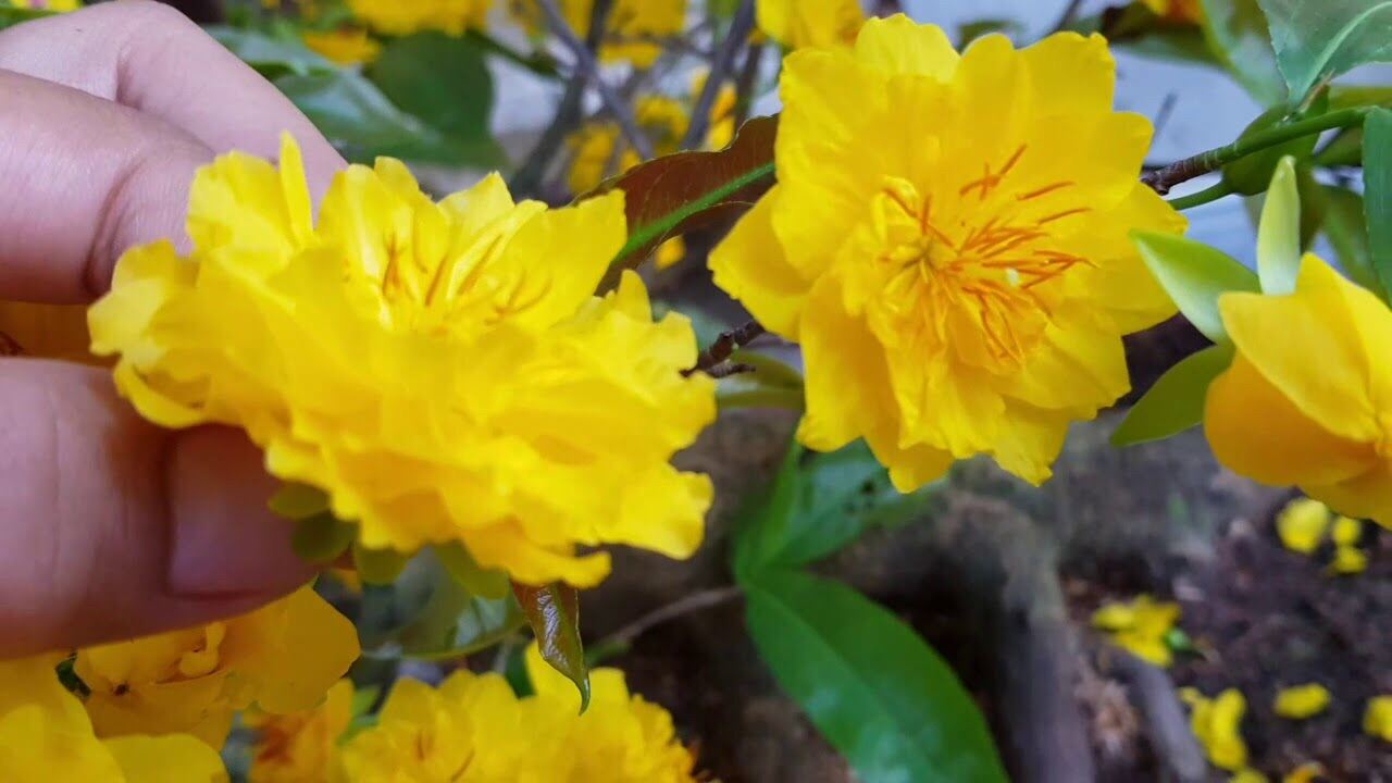 Mai Cúc Tư Long được coi là một trong những loài hoa sang trọng và đẹp nhất trong văn hóa Việt Nam. Với những cánh hoa trắng tinh khôi, loài hoa này tượng trưng cho sự thanh cao và tinh tế. Hãy cùng chiêm ngưỡng hình ảnh của nó và bật mí cho bạn biết bí quyết để trồng và chăm sóc Mai Cúc Tư Long nhé.
