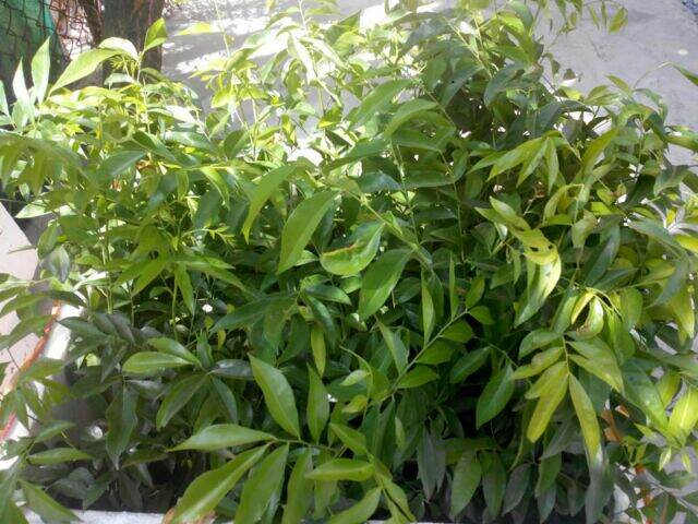 The Macadamia Seedling Is 60cm Tall.