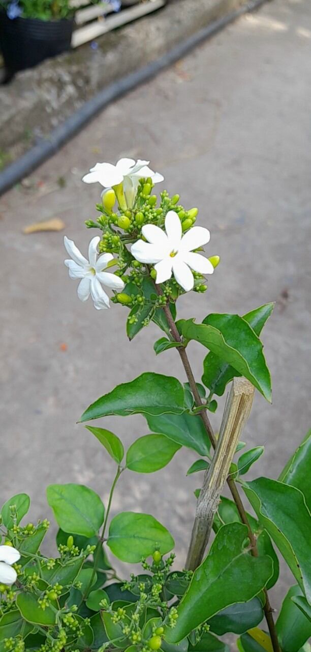 Cây lài hoàng gia hoa trắng