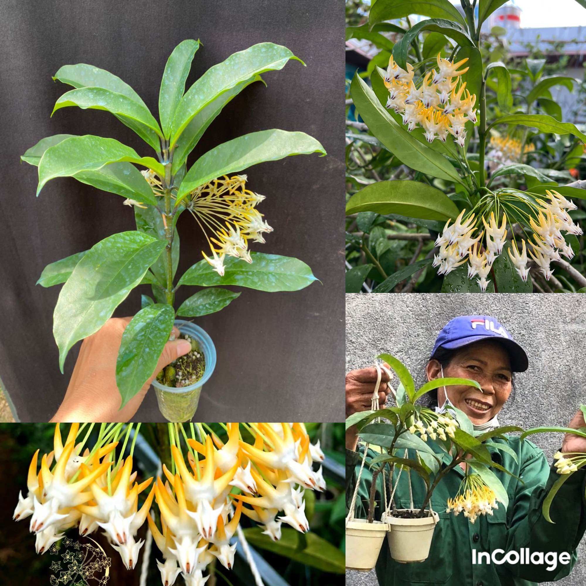 Hoa Cẩm cù Hoya Multiflora yellow nhiều kích thước, hoa đẹp và siêng hoa