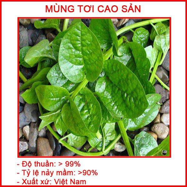 Hạt giống mồng tơi bịch như hình