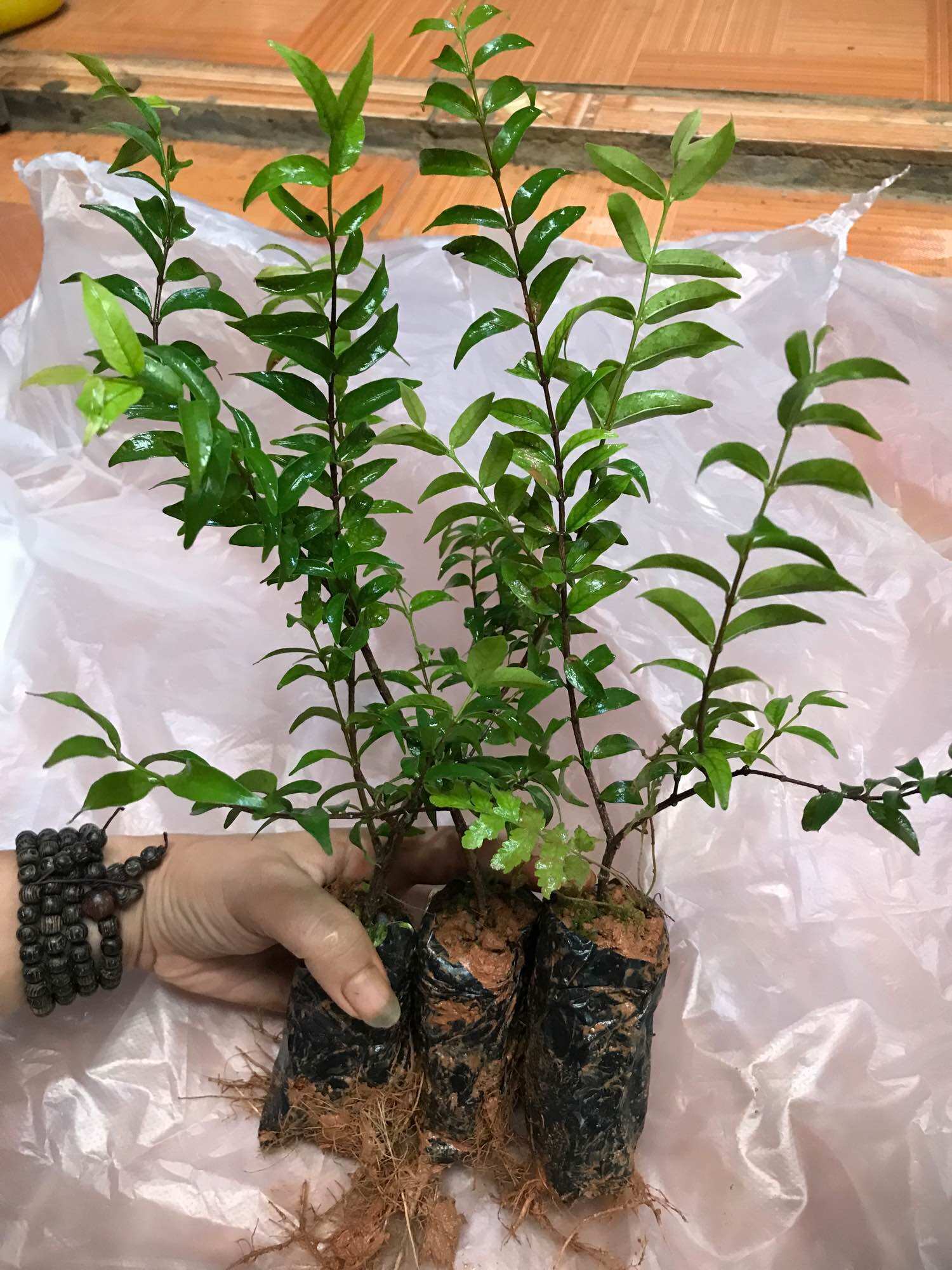Cây mai chiếu thuỷ