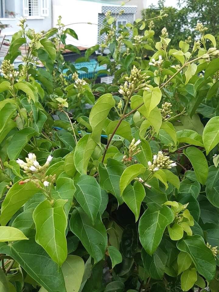 40 hạt giống cây lá giang
