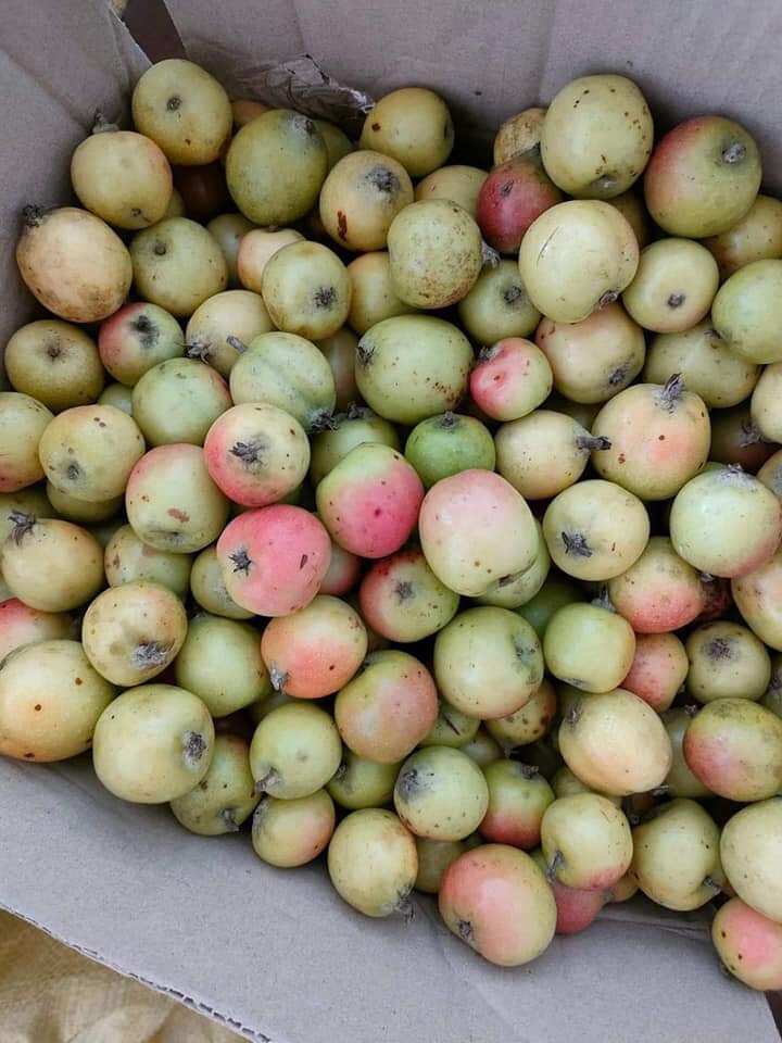 Táo mèo tươi hàng gửi tặng cho khách