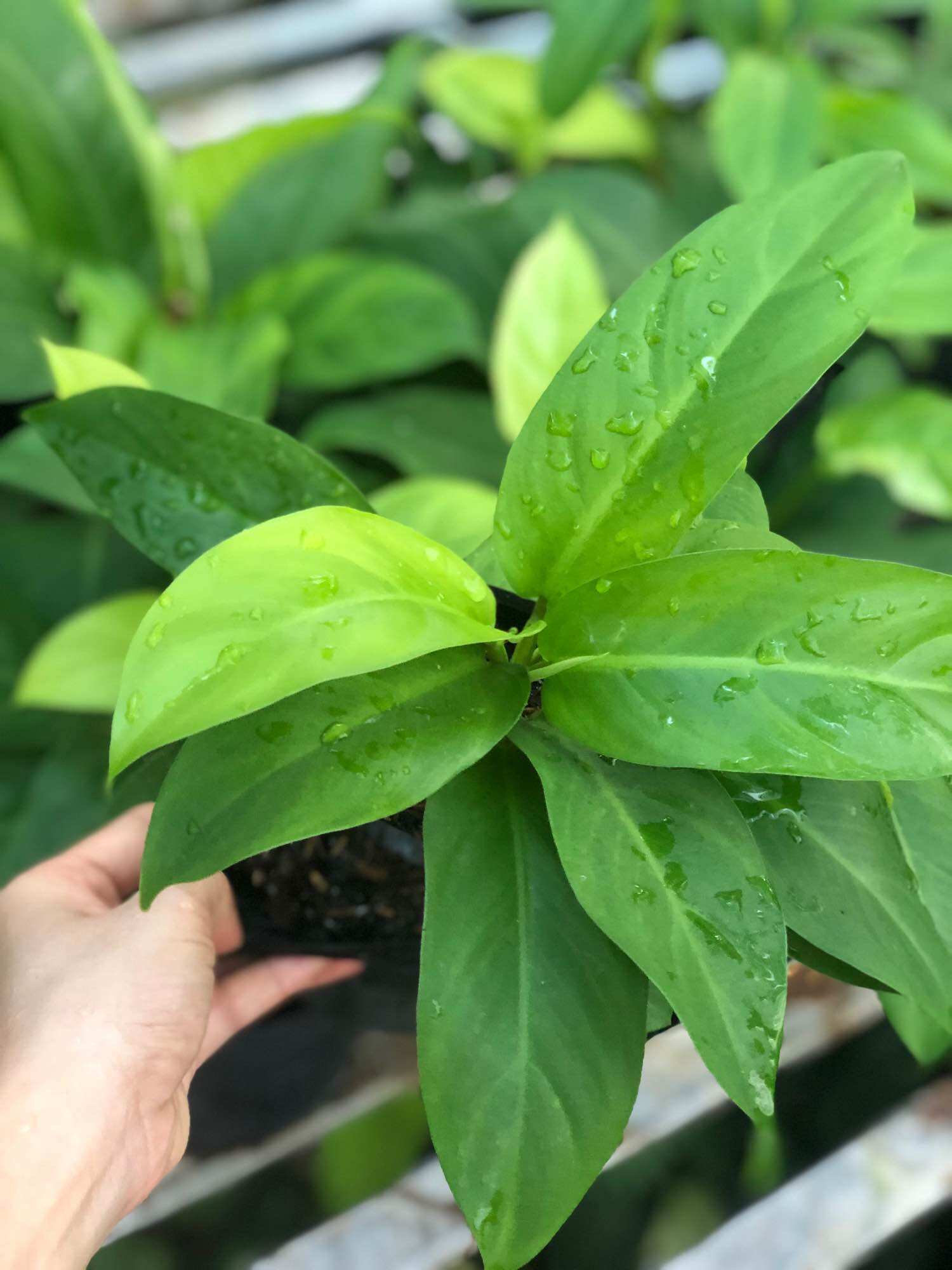 Cây trầu bà trụ lá xanh