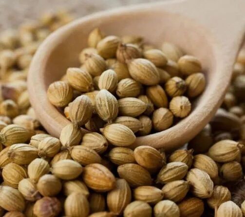Coriander seeds - hạt mùi - hạt ngò 1kg