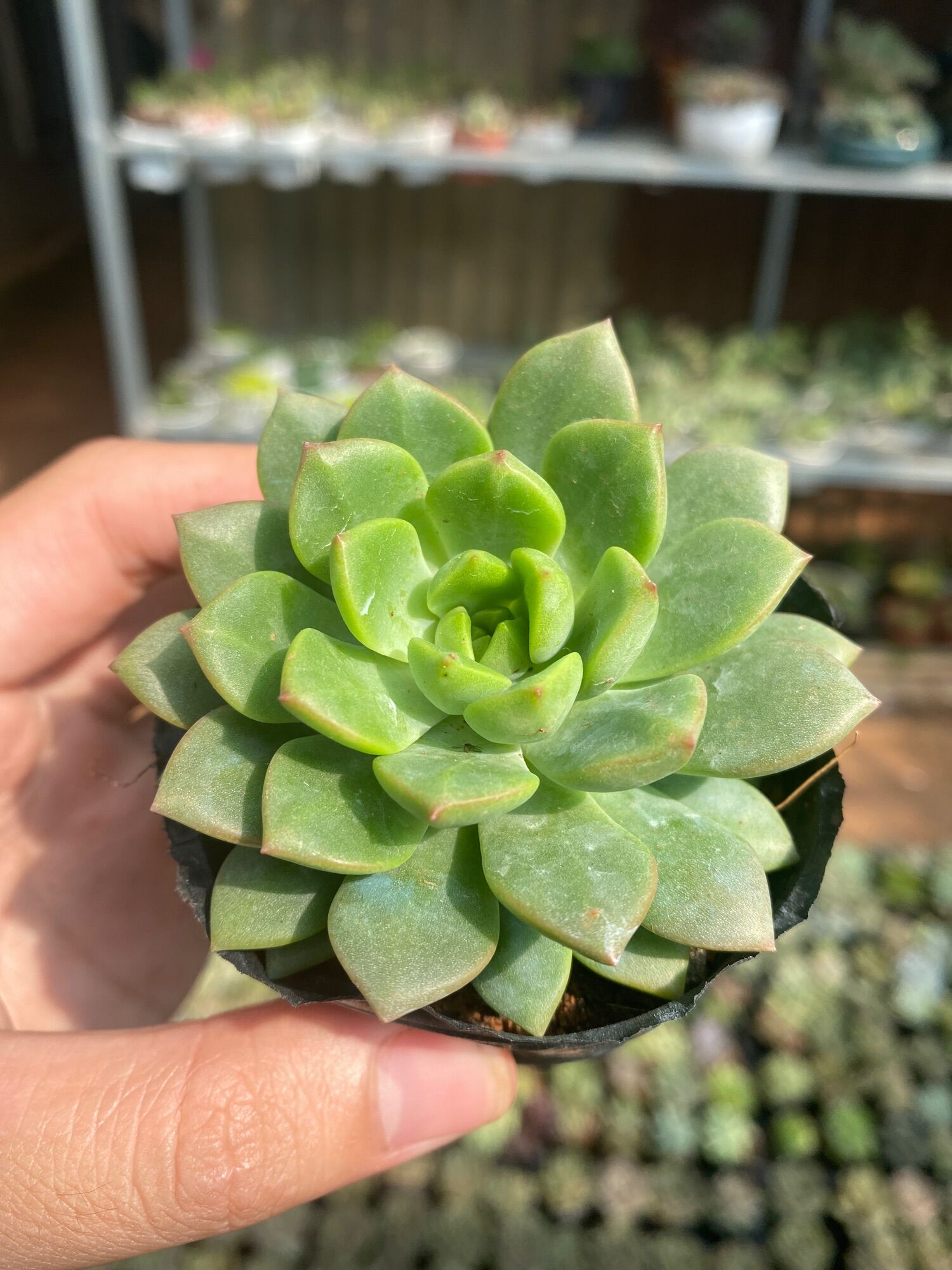 SEN ĐÁ MẶT TRỜI GIỐNG MỚI ☀️ ĐÀ LẠT  HƯ 1 ĐỔI 1 ❄️ SIÊU CUTE