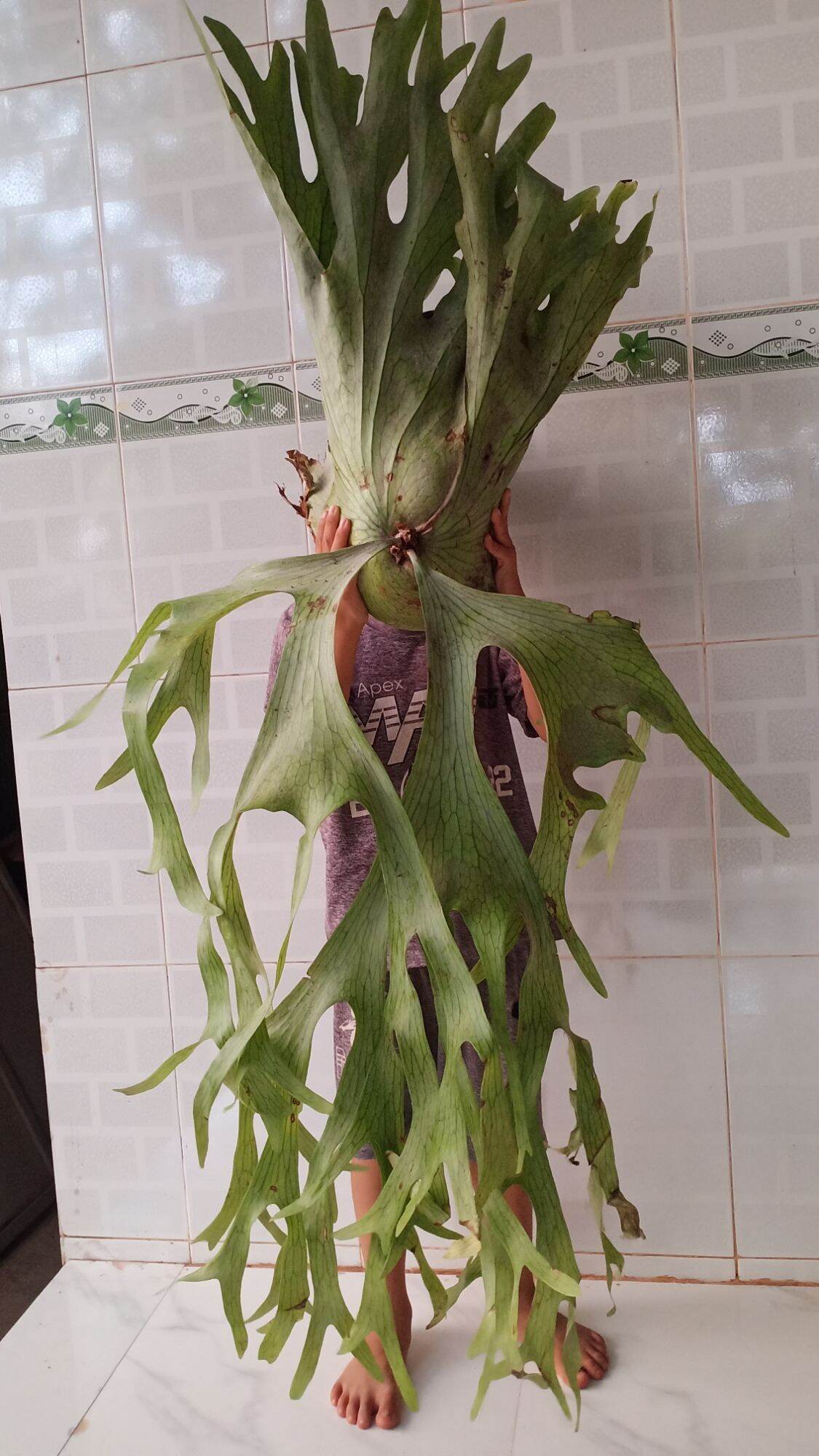 Cây ổ rồng râu to