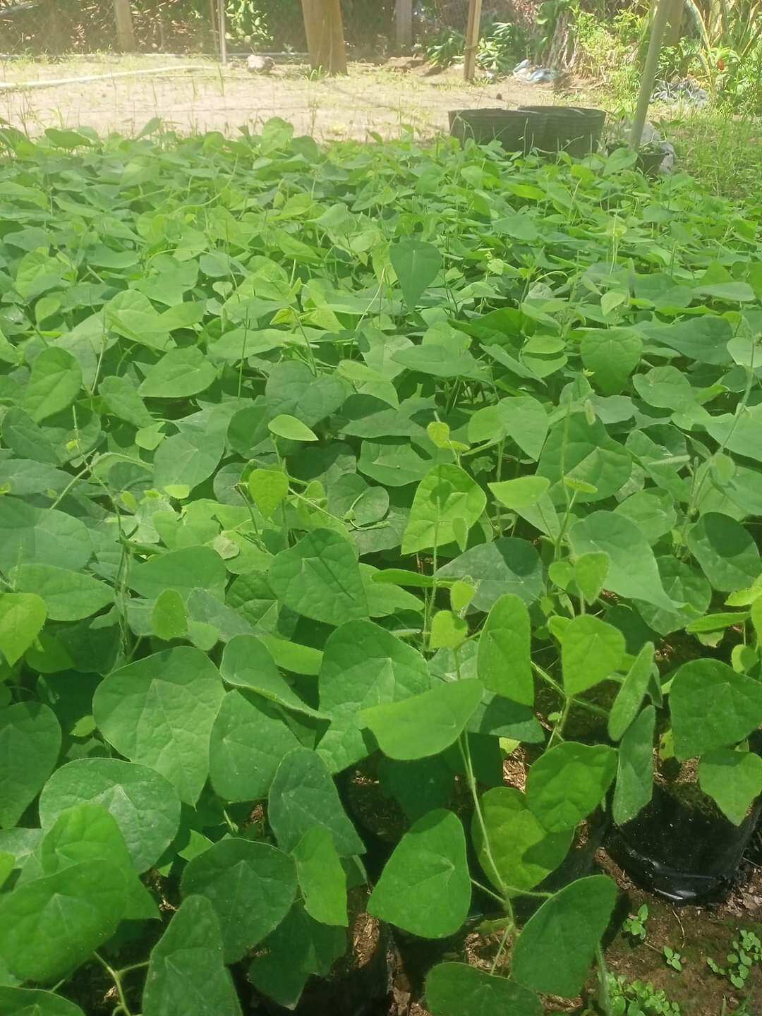 CÂY GIỐNG  SÂM LÔNG