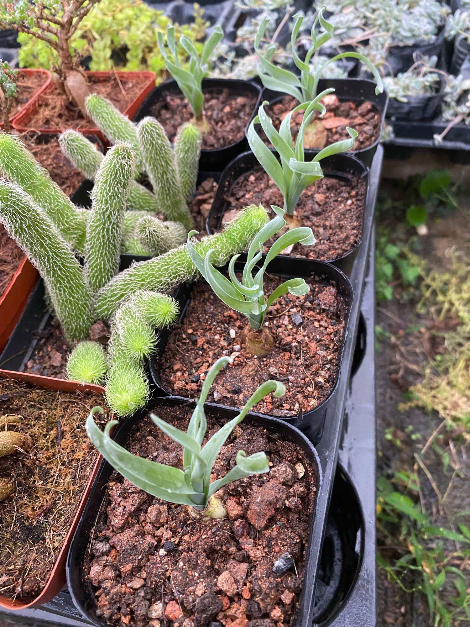 CÂY SEN ĐÁ CỎ SOẮN 🌵 [Có sẵn] ✈ [Chính hãng]⚡ [Ảnh thật] 🍀 [FreeShip] ❤