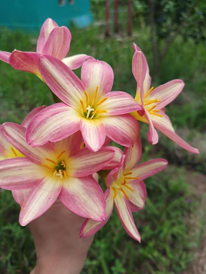 Huệ mưa ngoại Rose perfection -Hồng sọc vàng cánh dài, giá niêm yết là giá 1 củ.