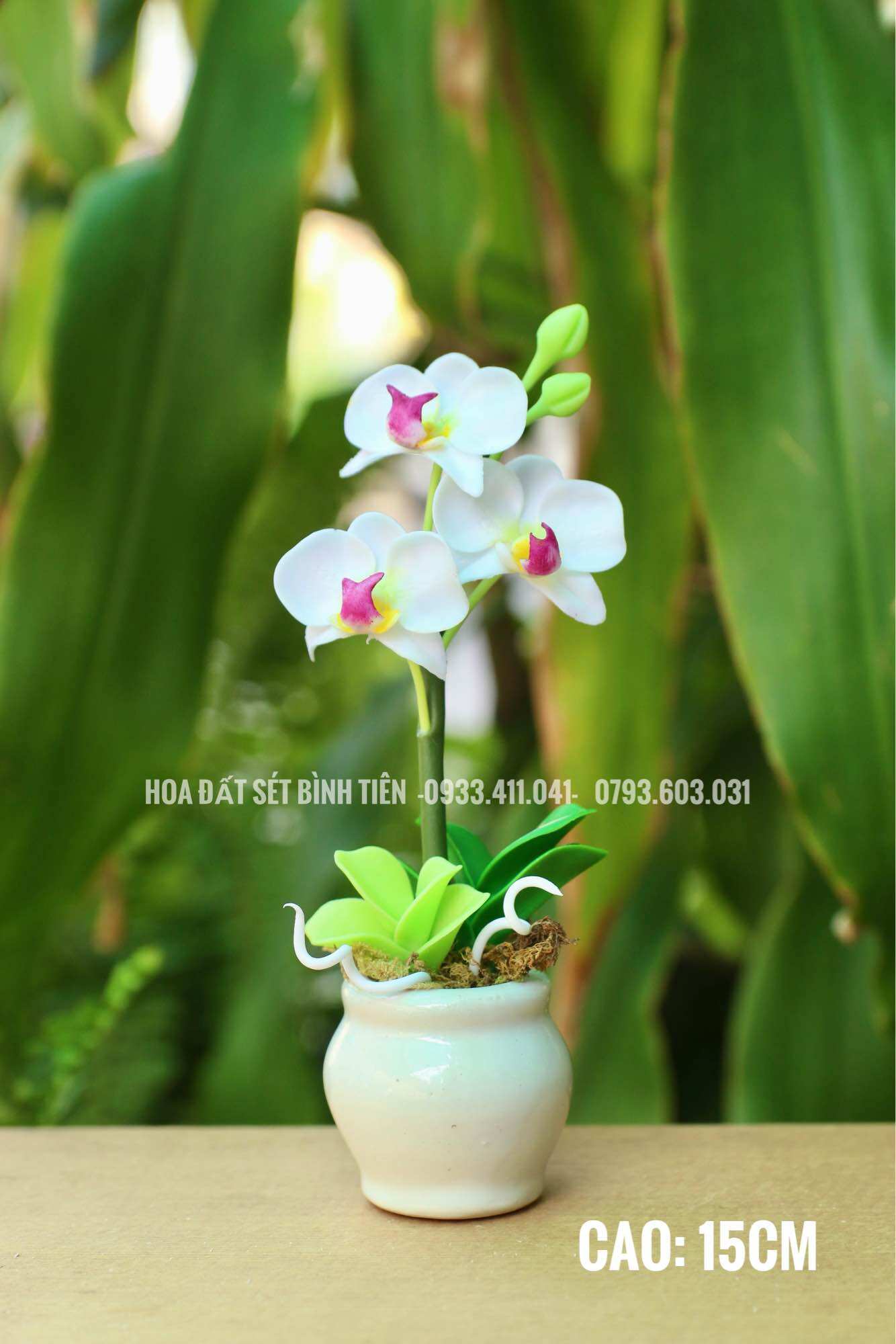 CHẬU HOA ĐẤT SÉT- LAN HỒ ĐIỆP
