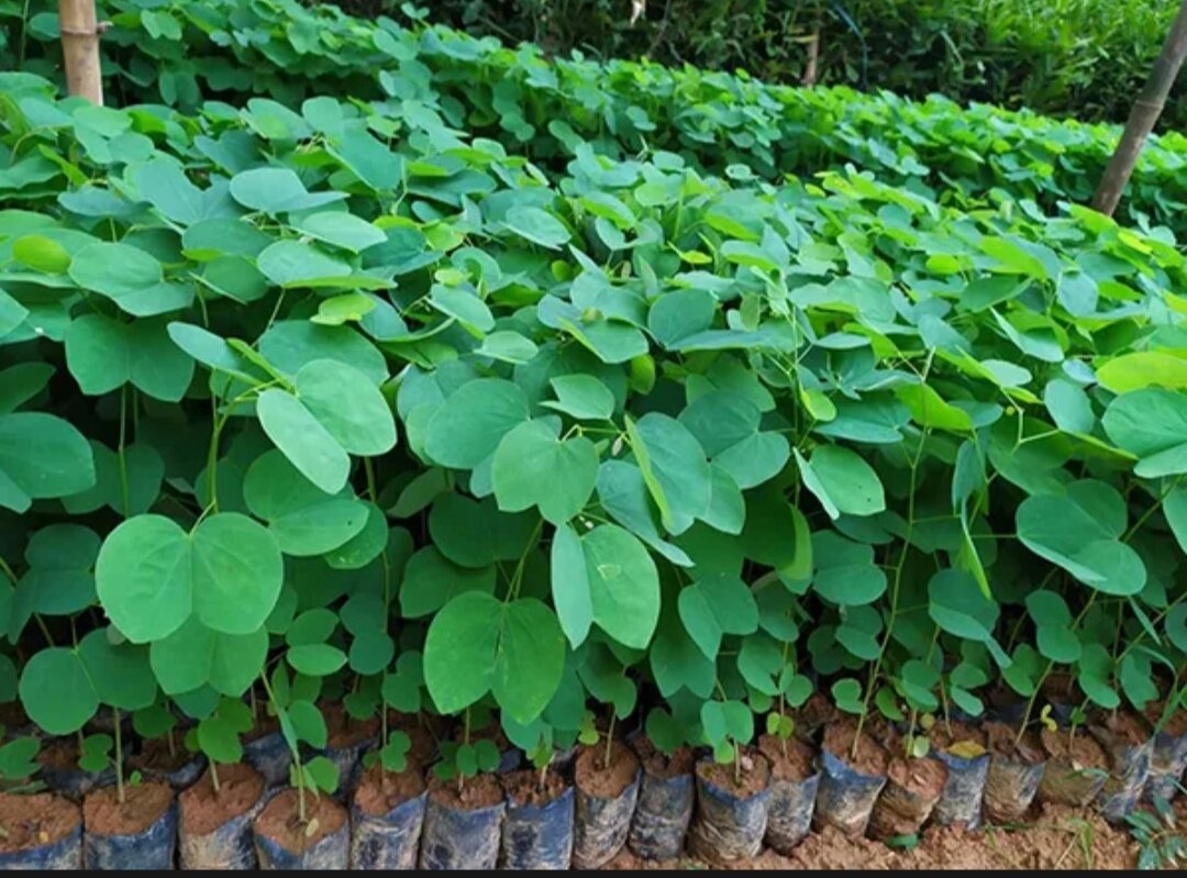Cây giống hoa ban trắng tây bắc