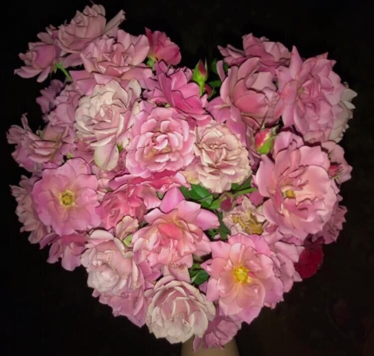 [HCM]Hoa hồng ngoại Aoi Rose