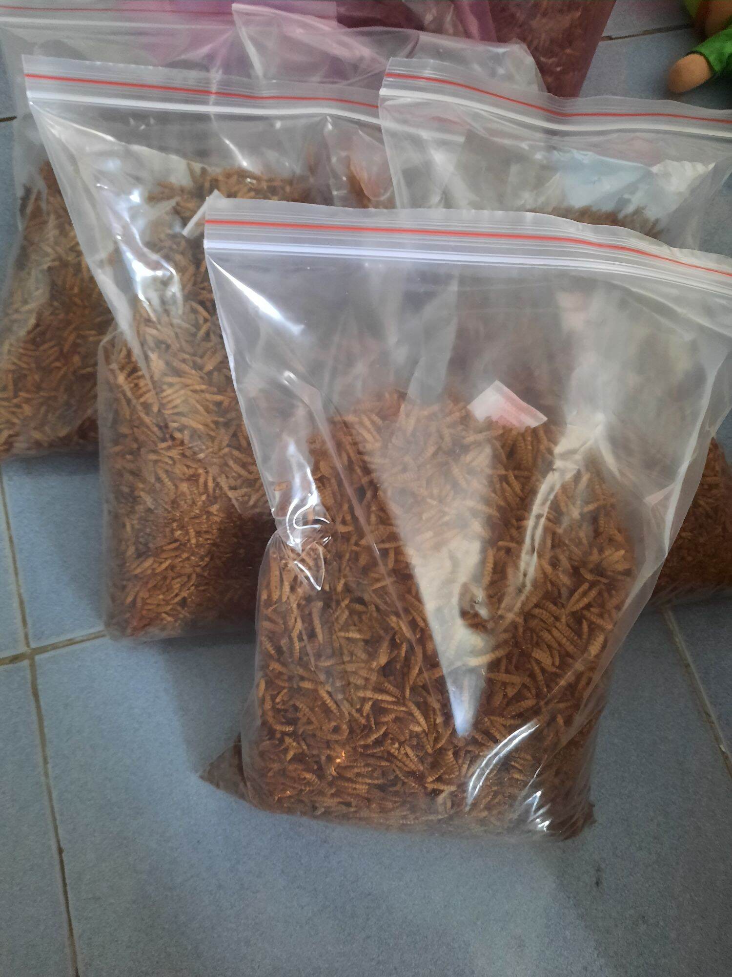 Sâu canxi sấy khô cung cấp đạm cho chim, gà