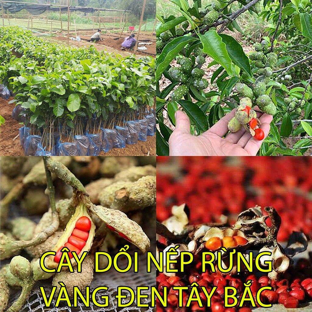 Cây Giống Dổi Nếp Rừng lấy hạt lấy gỗ, Dổi Ghép Dổi Thực Sinh bầu đất lớn 1kg, mệnh danh là Vàng Đen Tây Bắc