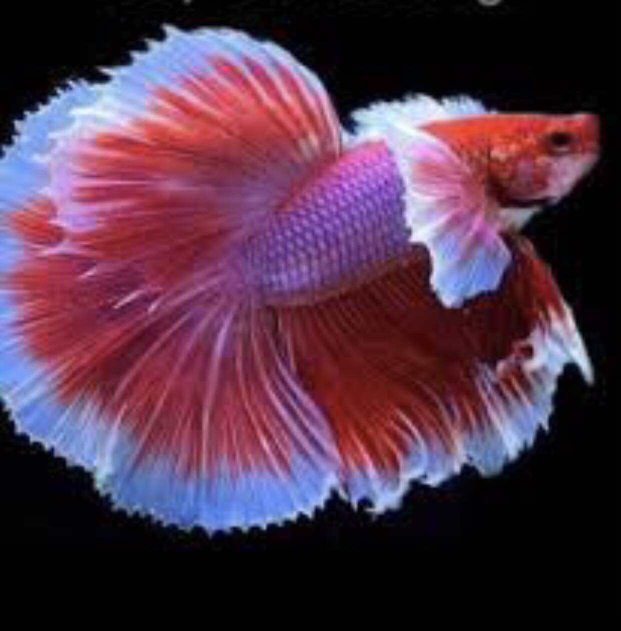 Betta Dumbo Halfmoon và fancy(bảo hành vận chuyển)